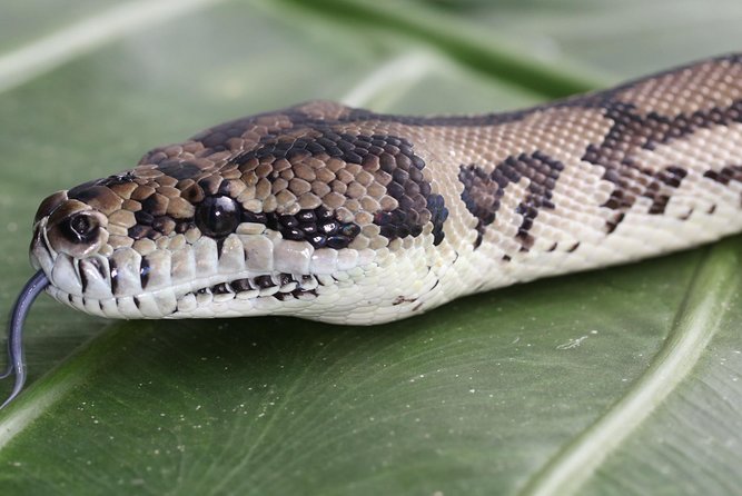 Wildlife Habitat Port Douglas - Crocodiles, croc talks, and the saltwater swimming upgrade