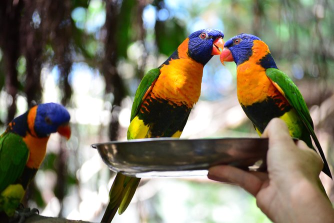 Wildlife Habitat Port Douglas - Breakfast with the birds and other add-ons worth thinking about
