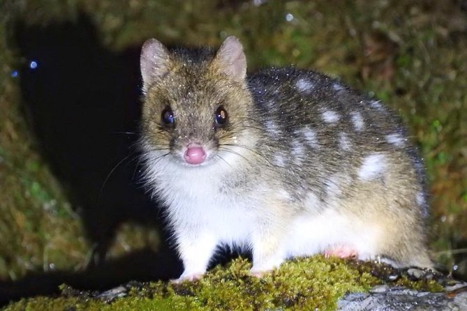 Wildlife Night Spotting at Cradle Mountain - Key things I found most exciting on the night spot