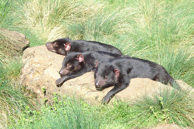 Wildlife Night Spotting at Cradle Mountain - What wildlife you might actually see after dark