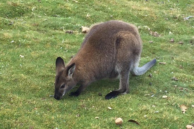 Wildlife Night Spotting at Cradle Mountain - Weather and comfort: how to dress for a night in the park