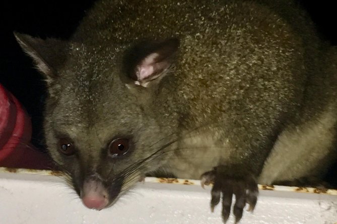 Wildlife Night Spotting at Cradle Mountain - Who this tour suits best at Cradle Mountain