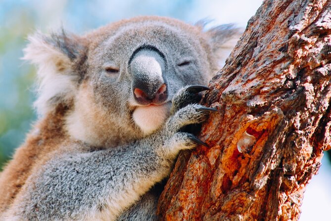 Wildlife, Waterfalls and Wine Day Tour from Sydney - Trading Sydney traffic for Royal National Park coastal views