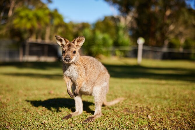 Wildlife, Waterfalls and Wine Day Tour from Sydney - The seaside lunch stop that makes the long day feel fair