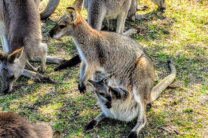 Wildlife, Waterfalls and Wine Day Tour from Sydney - Boutique wine tasting at the end: low key, included, and optional by pace