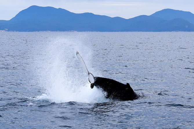 Wilsons Prom Whale Cruise - Key things I’d prioritize on this cruise