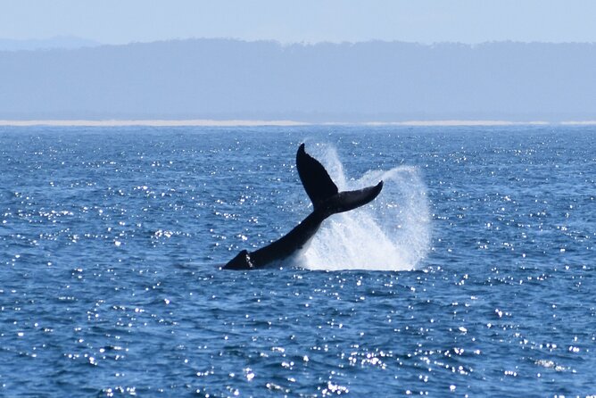 Wilsons Prom Whale Cruise - Spotting whales around Wilsons Promontory National Park