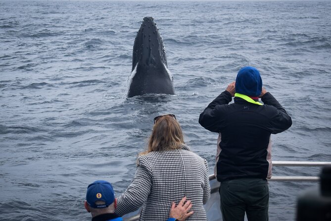 Wilsons Prom Whale Cruise - Wildlife beyond whales: birds, dolphins, seals, and more