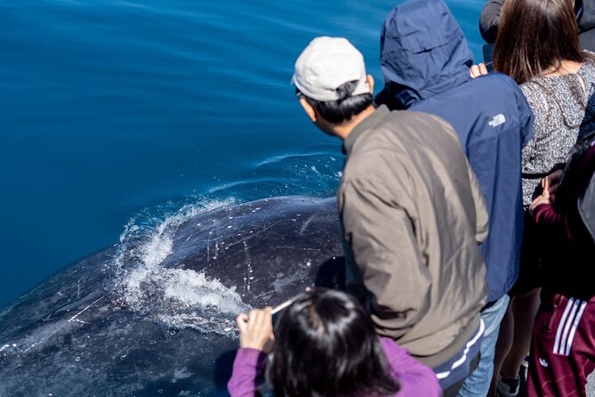 Wilsons Prom Whale Cruise - Lighthouse, Refuge Cove, and Waterloo Bay: how the scenery supports the wildlife search