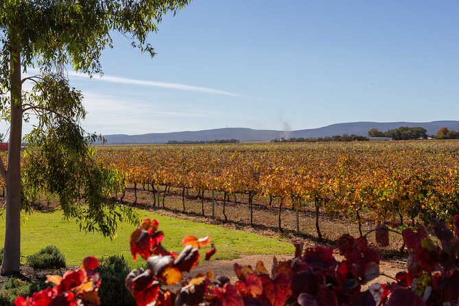 Wine Tasting Experience - The big reason to come: Cocoparra National Park views while you sip