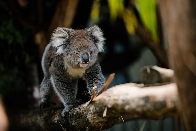 Wings Wildlife Park Shuttle, Burnie Shore Excursion - Wings Wildlife Park Time: 1.5 Hours That Still Feels Like Enough