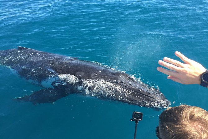 World class Whale Watching from Hervey Bay - Key things that make this Hervey Bay whale watch worth your time