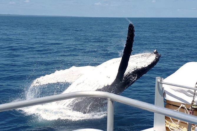 World class Whale Watching from Hervey Bay - MV Amaroo catamaran: why the boat design matters for whale watching
