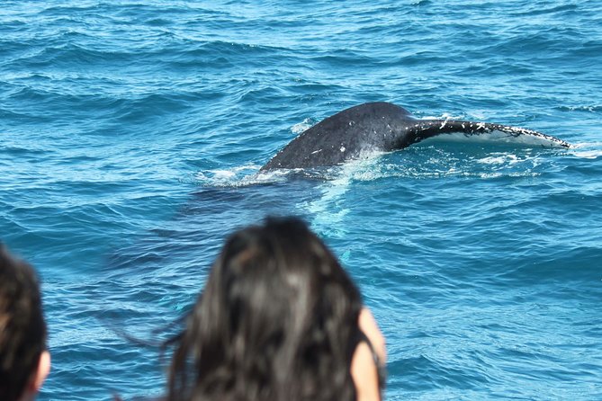 World class Whale Watching from Hervey Bay - What you actually do during the four hours