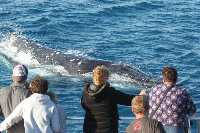 World class Whale Watching from Hervey Bay - Group size and how crowded it stays, even when sightings heat up