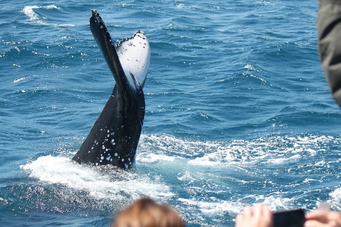 World class Whale Watching from Hervey Bay - What to watch for during the cruise, so you do not miss the action