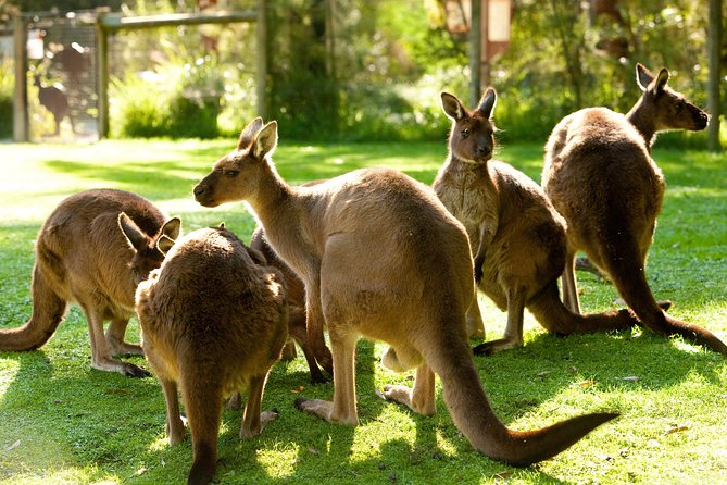 Yarra Valley Wildlife & Wine Day Tour with Healesville Sanctuary - Key highlights you will feel on the day