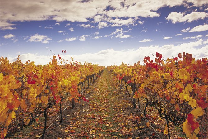 Yarra Valley Wildlife & Wine Day Tour with Healesville Sanctuary - Wine tastings that fit a full day, not a wine-nerd marathon