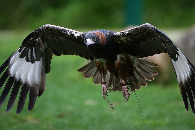 Yarra Valley Wildlife & Wine Day Tour with Healesville Sanctuary - Price and value: is $236.69 a smart spend?