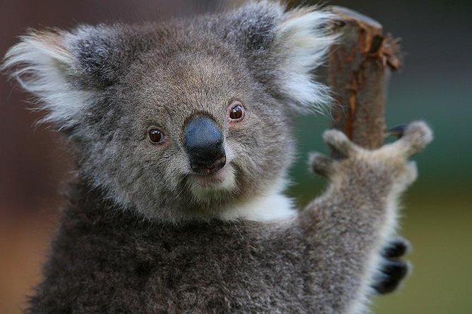 Yarra Valley Wildlife & Wine Day Tour with Healesville Sanctuary - Healesville Sanctuary: where you slow down for wildlife and the shows