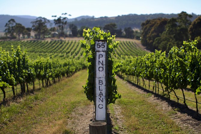 Yarra Valley wine and gin tour with Champagne Lunch at Chandon! - What the price buys you, and why it can feel like real value