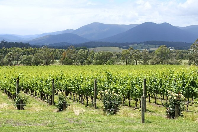 Yarra Valley Wine Day Tour - Price and value: what $222.35 really covers