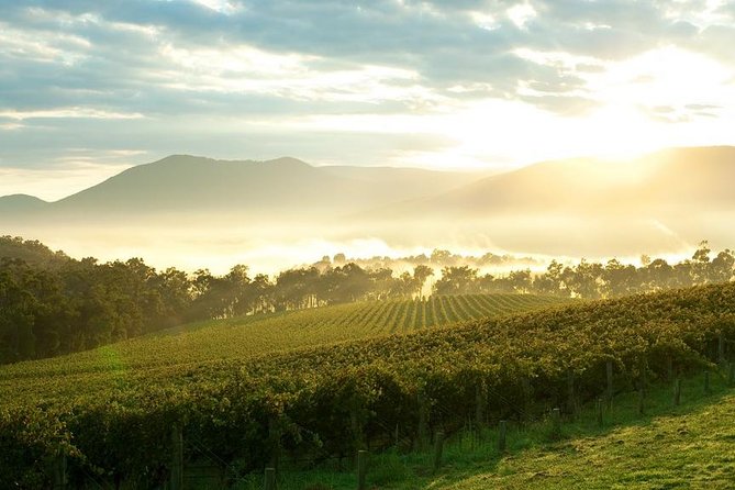 Yarra Valley Wine & Wildlife - Private Regional Tour - Gourmet morning tea and lunch: where the day stops feeling rushed