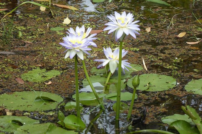 Yellow Water Cruise - Kakadu - Comfort and practical tips before you go