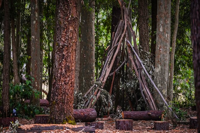 Zipline over the Heysen Trail & Through the Pines of Kuitpo - Who This TreeClimb Session Fits Best